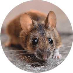 Say Goodbye to Rodent Infestations with Professional Rodent Control Services